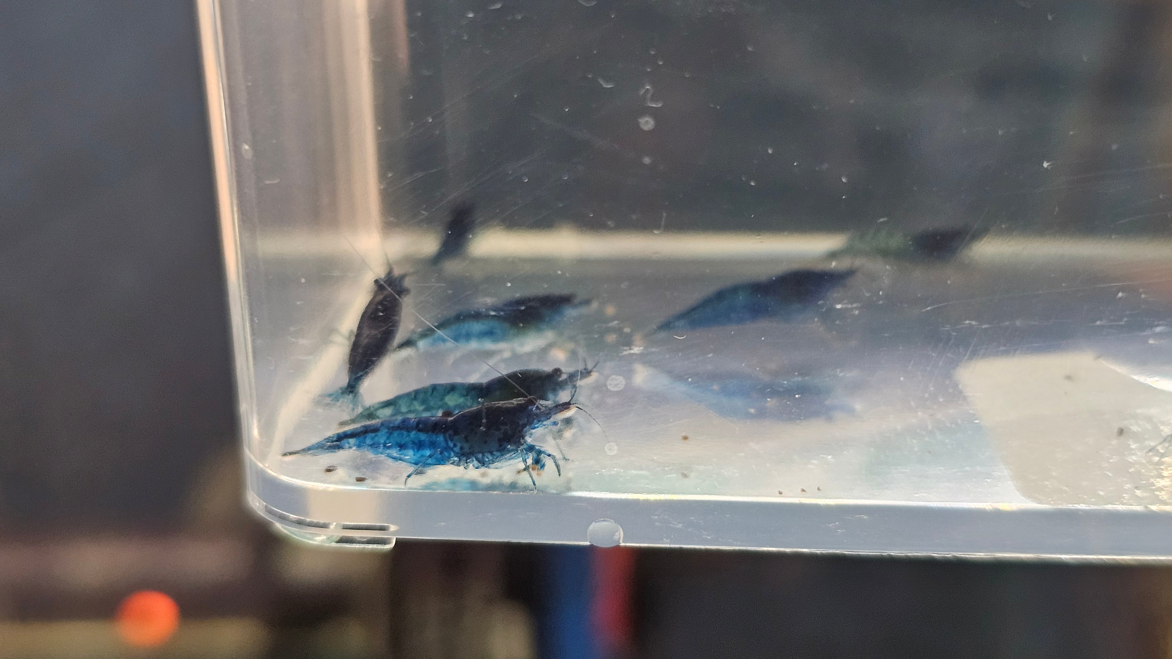 Blue Dream Shrimp