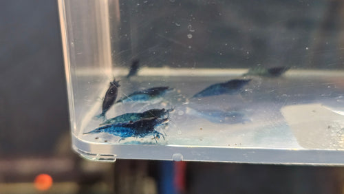 Blue Dream Shrimp