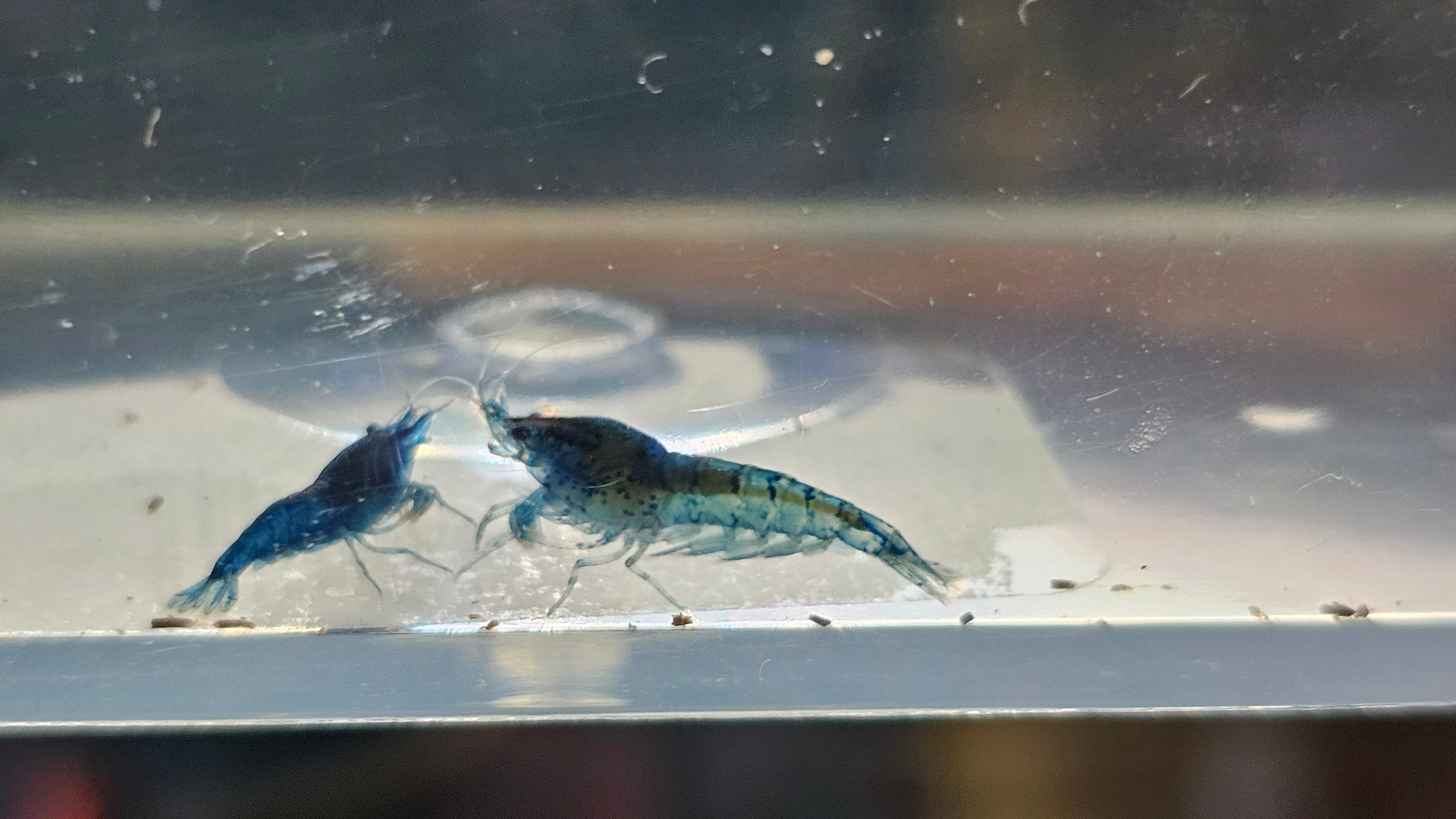 Blue Dream Shrimp