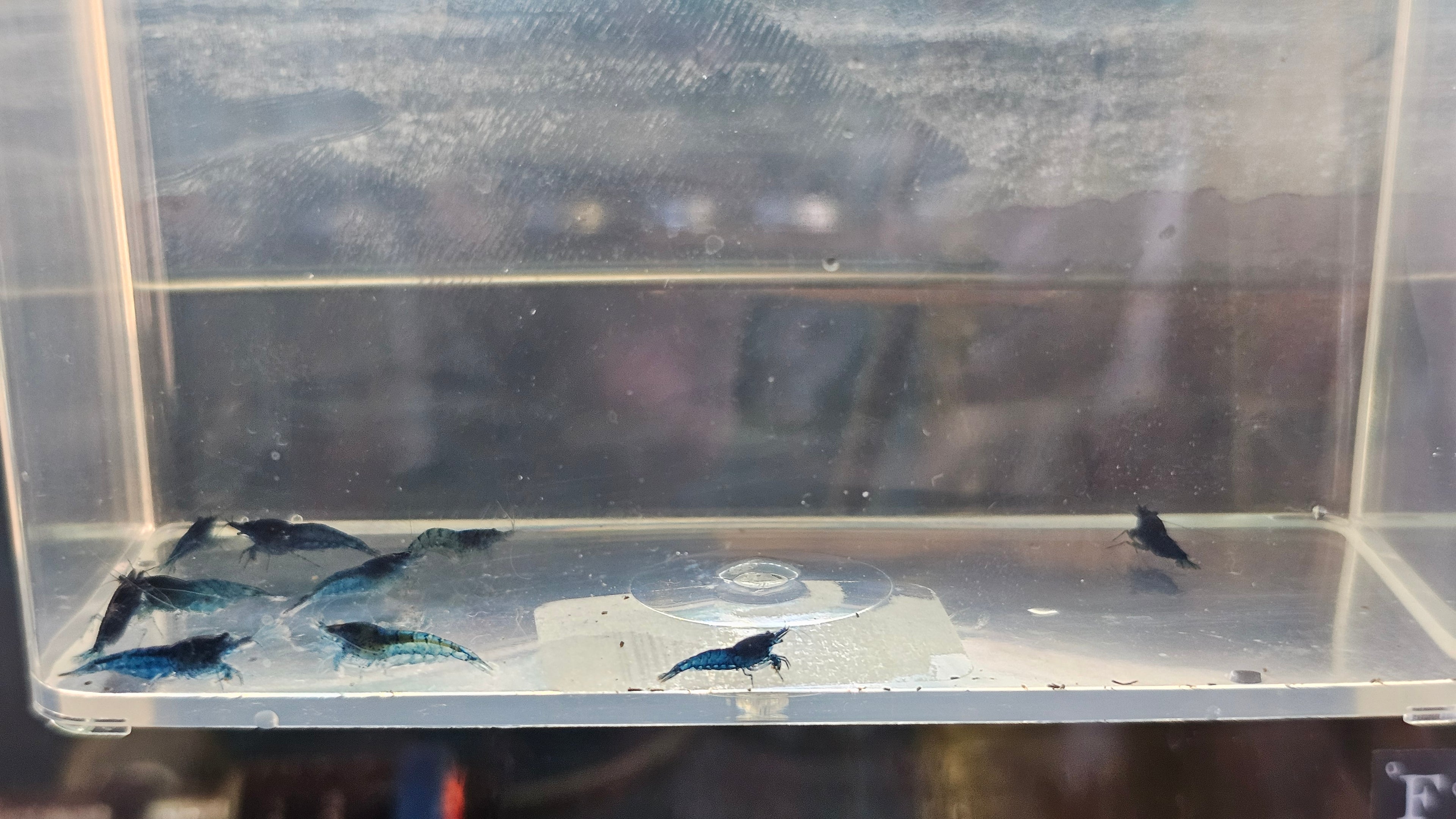 Blue Dream Shrimp