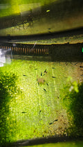 Blue Dream Shrimp