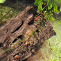 Bloody Mary Shrimp