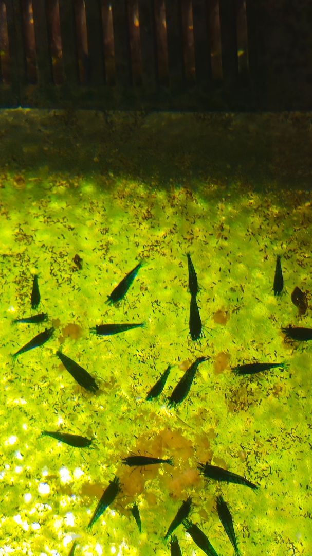 Blue Dream Shrimp