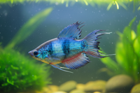 Fin Rot