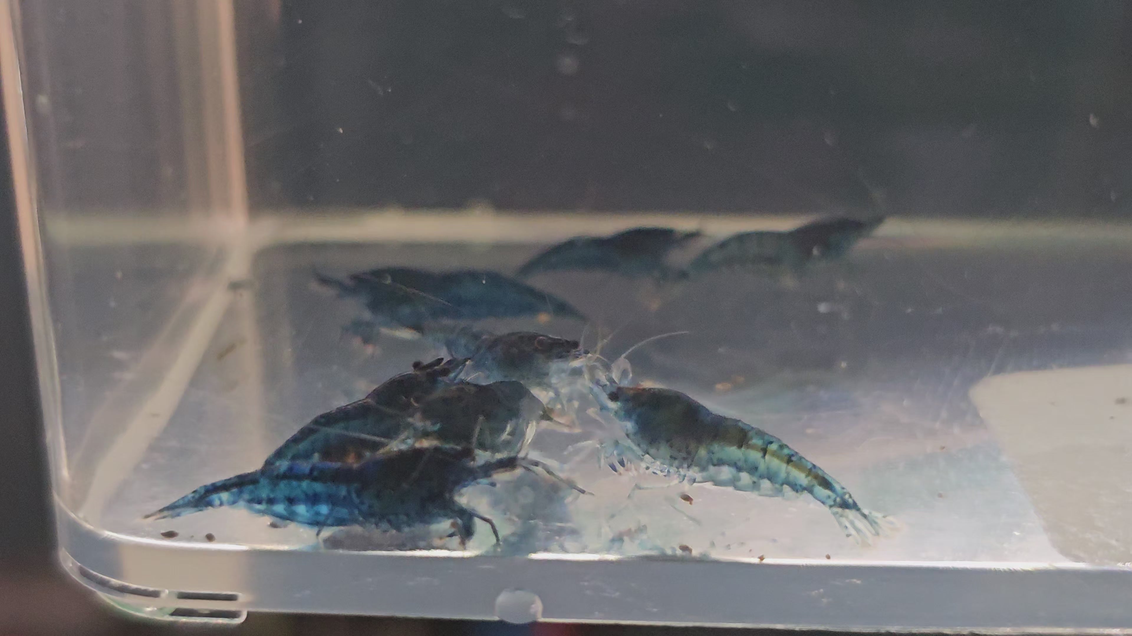 Blue Dream Shrimp